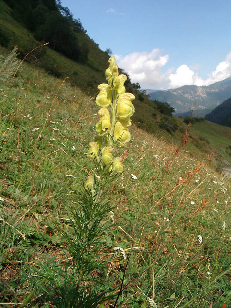 Aconitum anthora / Aconito antora